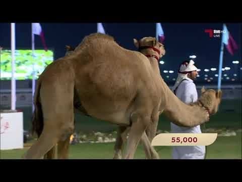 المزاد الخيري الرابع لإنتاج أم الزبار 22 12 2017