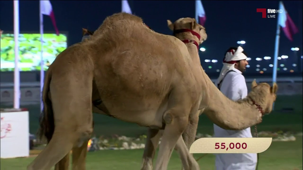 المزاد الخيري الرابع لإنتاج أم الزبار 22-12-2017