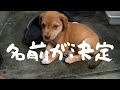 【捨犬保護】無事に主が決まり、名前も決定しました