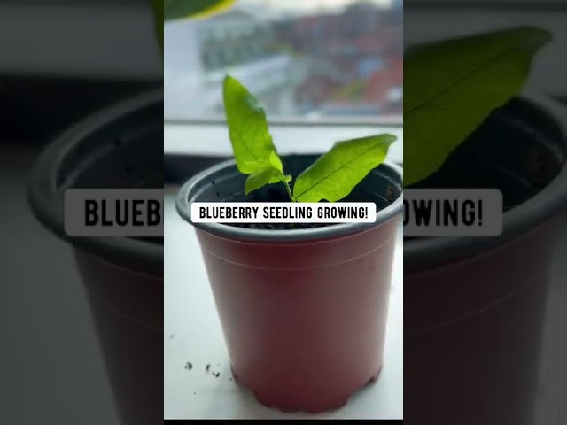 How to Grow Blueberries with a Store-Bought Blueberry! 🫐 creative explained class=