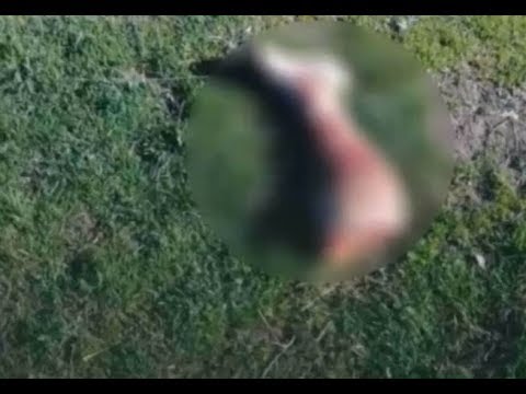 საზარელი ფაქტი თბილისში - უპატრონოთა სასაფლაოზე ძაღლები ცხედრებს ჭამენ