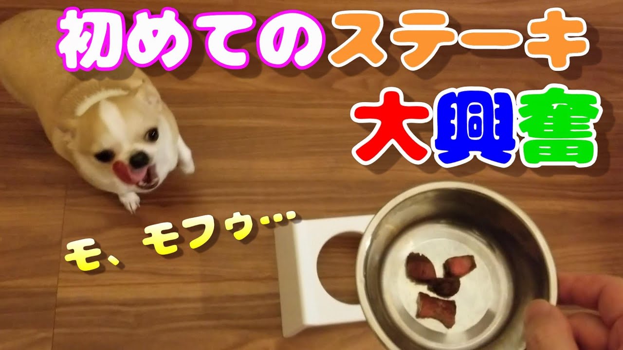 子供の日にチワワ犬にステーキをあげたら狂喜乱舞 食後はしつこい程おかわりを催促 I Gave A Slice Of Steak To Chihuahua Dog He Liked It Youtube