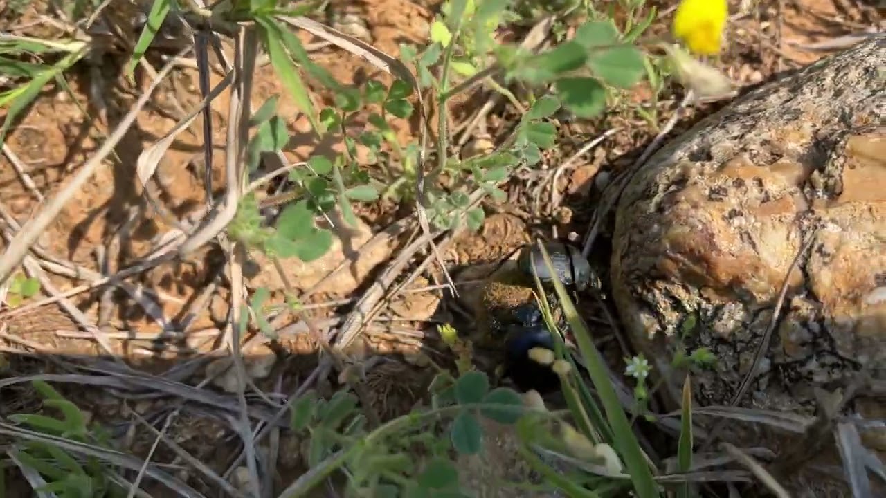 Gymnopleurus pair rolling their dung ball