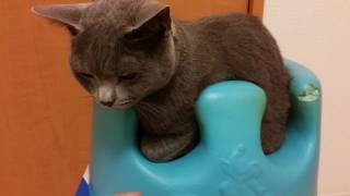 バンボにハマってる時に手を出しても咬まれる
