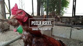 Peela Aseel Swabi Pheasantry