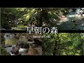 早朝の森と優しいチェロ 信州旧安曇村（自然映像とBGM/心身浄化・癒し）sound of soft cello