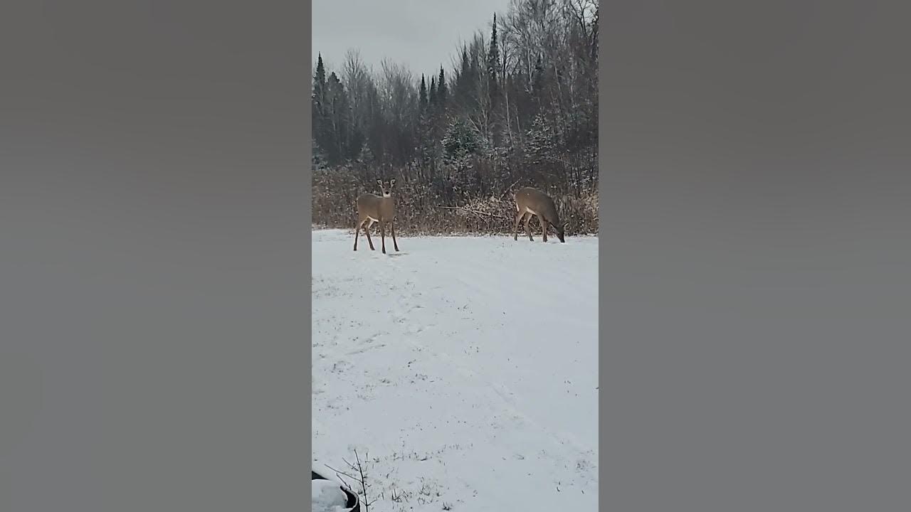 Wisconsin Bow Season YouTube
