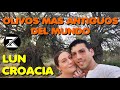 Conocimos los OLIVOS MAS ANTIGUOS DEL MUNDO | conociendo la ISLA DE PAG, EP. 2 jardines de LUN