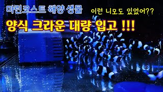 양식 스페셜 니모들이 들어 왔습니다!