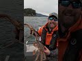 Tanners & Spiders! #alaska #crabbing #juneau #deadliestcatch #shorts #teamkailyn
