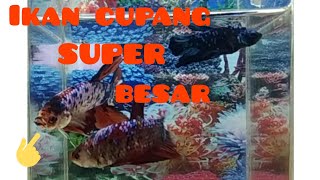 ikan cupang giant super besar