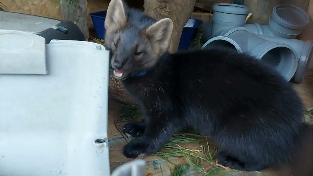 Соболь дорогой зверёк. Якутские животные. Пушные звери тайги. Соболь тайги описание. Якутский соболь.