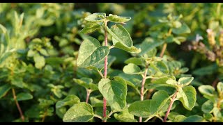 Oregano - o planta usor de ingrijit