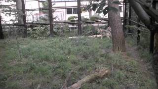 夕方のオオカミの風景~Wolves in evening