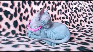 # Sphynx # Elf # Kitten #Kat Mommy #Wier schpilen # Мы играем вместе 😼😻