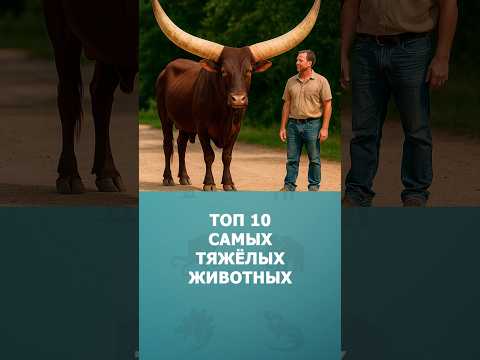 Топ 10 самых тяжёлых животных #топ10 #шортс #животные #комарик #факты