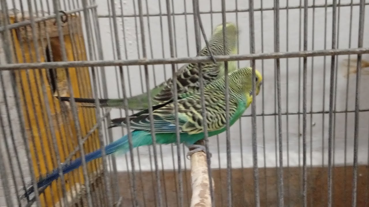 TIPS PARA REPRODUCIR PERIQUITOS CONTINUACIÓN 