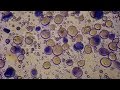 Chemistry of Beer - Unit 4 - Chemical Concepts: Alpha Amylase and Beta Amylase