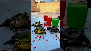 Download Lagu juice mn frog 🐸 😕 #shorts MP3