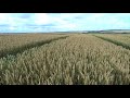 Яровая пшеница, сорт Ликамеро. Различные нормы высева 18.07.18.