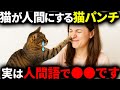 【知らない方が幸せだった…】猫パンチに隠された7つの本当の意味