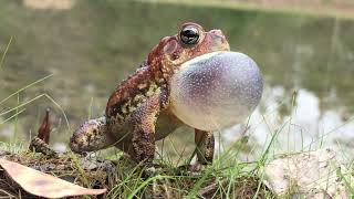 Croaking Toad (CLOSE UP VIEW) 🐸