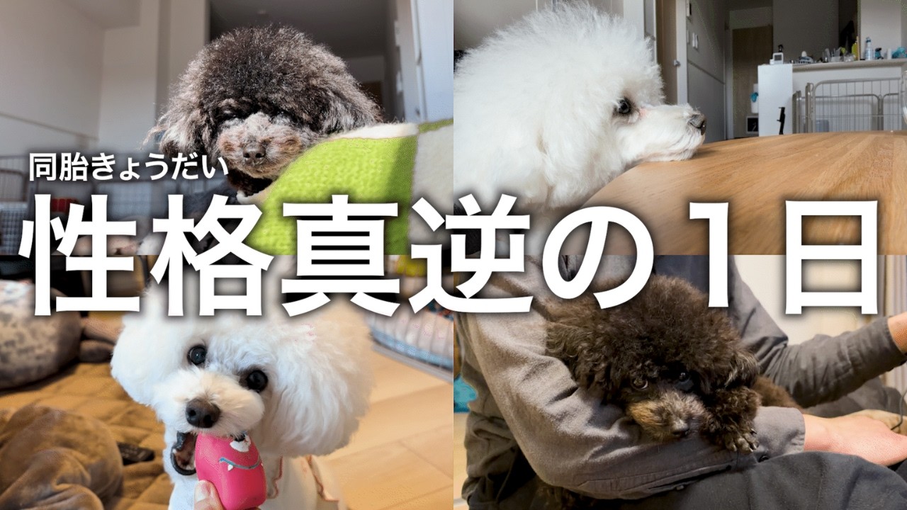 【密着】性格が違いすぎる同胎トイプードルの１日
