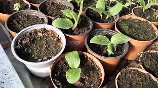 Siewki Pomidorów Na Późniejsze Zbiory.