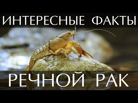 Речной Рак - интересные факты