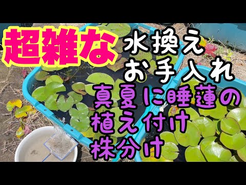 睡蓮農園】真夏に睡蓮の植え替え！？Newレア睡蓮追加！ - YouTube