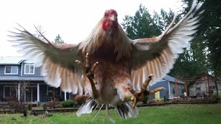 Chickens Flying in Slow Motion