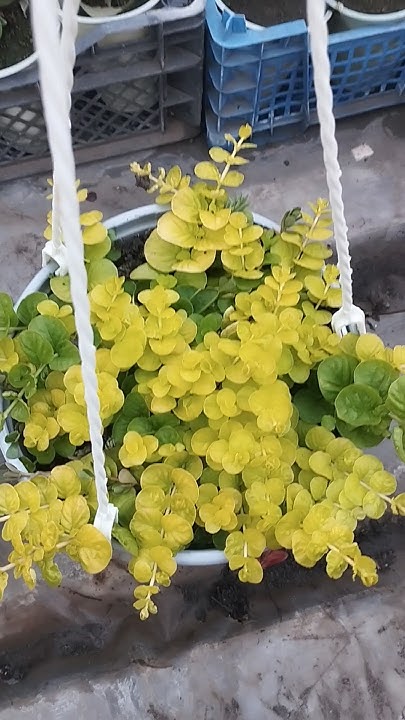 Вербейник монетчатый: зелёный и желтый. Кашпо- маточники! - YouTube