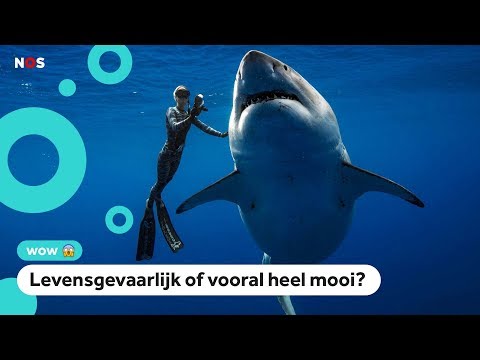 Video: Hoe Zich Te Gedragen Bij Het Ontmoeten Van Een Haai