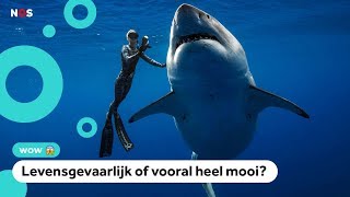 Onderzoeker zwemt naast gigantische mensenhaai