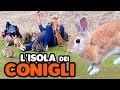 L'ISOLA DEI CONIGLI - DA SOGNO!