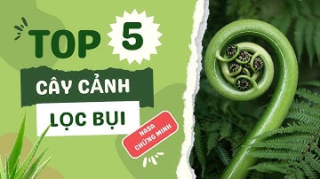 Top 5  cây trồng trong nhà lọc không khí, giảm ô nhiễm cho ngôi nhà của bạn ! NASA kiểm chứng