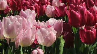 ♦  Pink and Burgundy Color Tulips  ♦