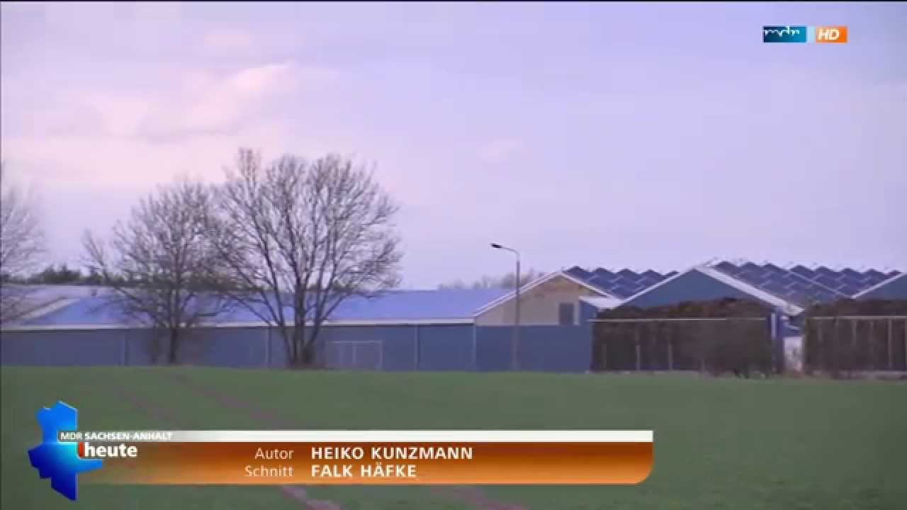 Straathof schließt in Gladau - MDR Sachsen-Anhalt heute