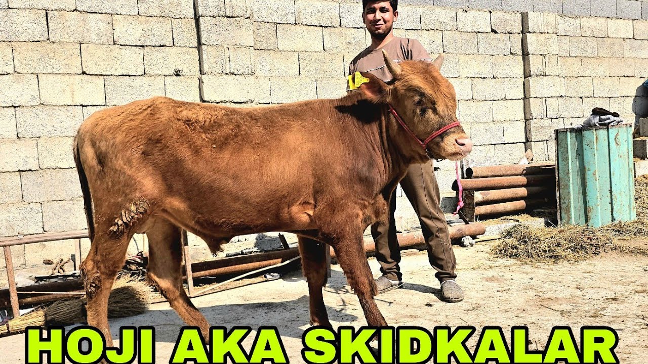 Akbarshox ukamizdan Hoji akadan boyramona aksiyalar 8 марта 2026 г.