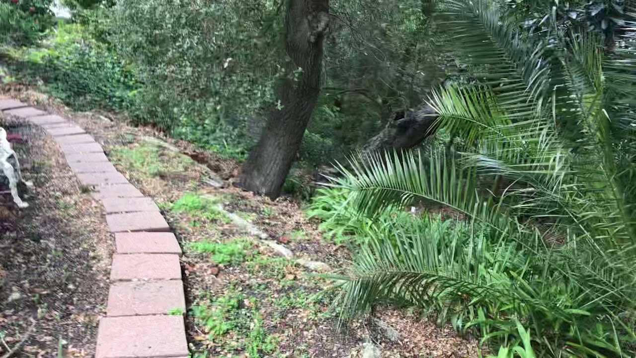 Live oak fell on House Orinda CA YouTube