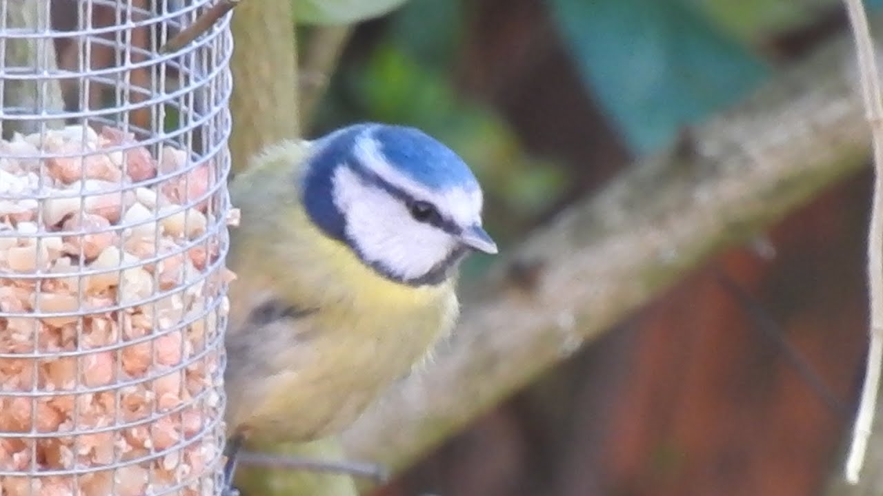 Blue Tit Feeding. Feed the birds UK 19 12 25