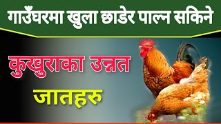 लोकल कुखुरा पालनबाट बढी फाइदा लिन यी जातका कुखुराहरु पाल्नुहोस । Poultry Farming in Nepal