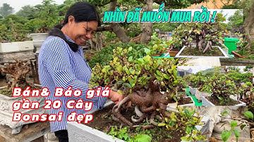 "Mua Cây Cảnh, Bonsai Mini Giá Cực Tốt - Bao Ship Toàn Quốc" Vườn Cây Cảnh Kiển Chi 0372.755.474