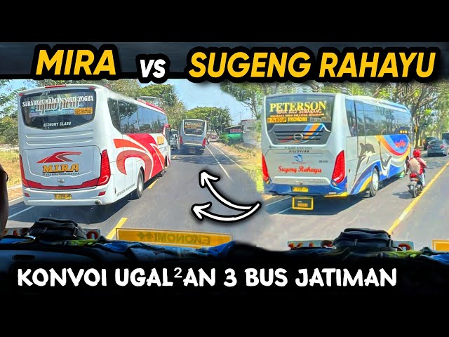 KONVOI UGAL-UGALAN BALAPAN 3 BUS JAWATIMURAN 🔥 SUGENG RAHAYU vs MIRA vs RESTU Balapan Ngeblong class=