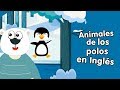 Animales de los polos en inglés cantando canciones infantiles
