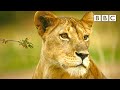 Kali the lion loses her cub 🦁 😢 Serengeti II - BBC