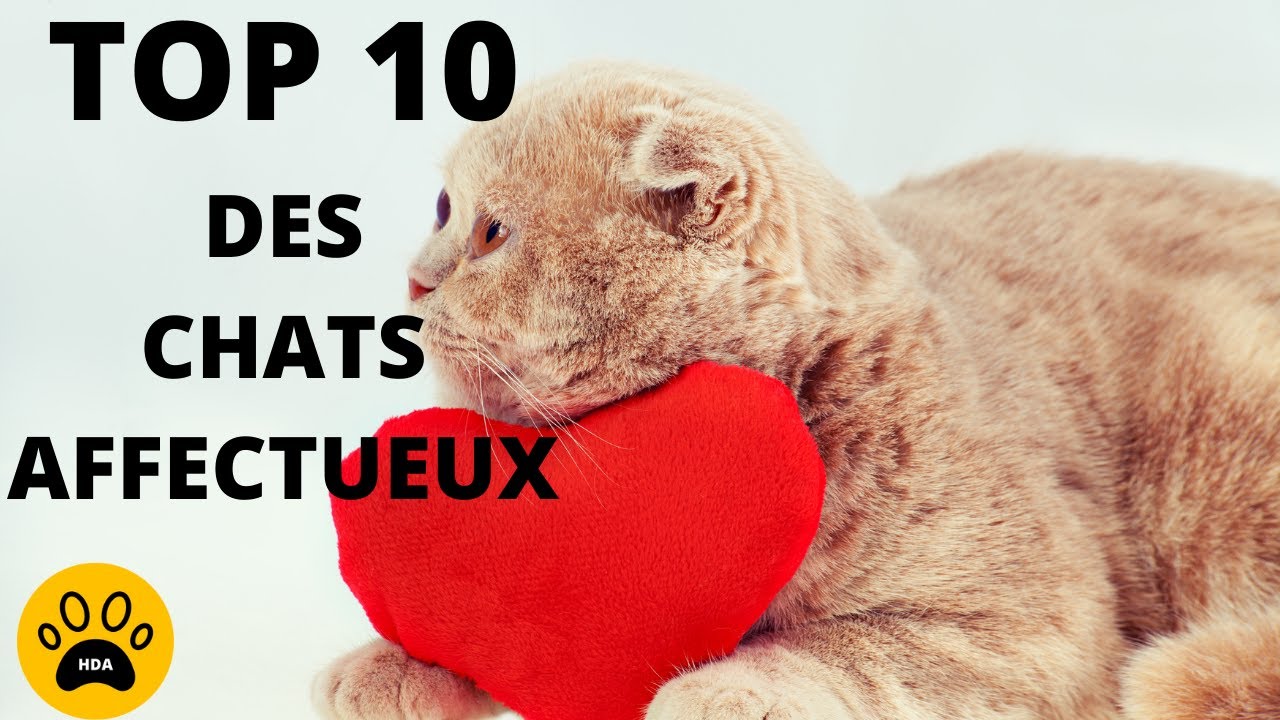 Les Chats Les Plus Affectueux Du Monde Decouvrez Le Top 10 Youtube