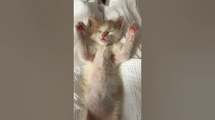 Video 11038371: maine coon cat, bengal cat, cat kitten kittycat, domestic cat breed