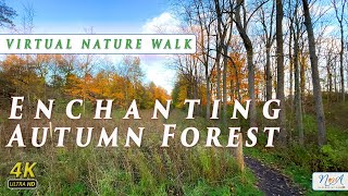 Captivating  Autumn Forest in 4k UHD | Autumn Ambience & Fall Foliage  | Relaxing Nature Video