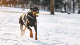 Creating the Perfect Bedtime Routine for You and Your Doberman